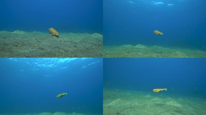 黑豹电射线或黑斑鱼雷射线或 (鱼雷Fuscomaculata) 在海中水下游泳。