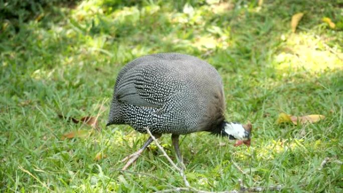头盔珍珠鸡一只脚受伤的鸟类绿色生态环境