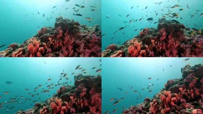 泰国最好的水肺潜水和浮潜地点水下粉红色的珊瑚礁队与热带鱼的背景
