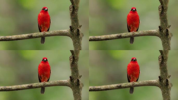 马达加斯加红Fody-Foudia madagascariensis红鸟在森林空地，草原和耕地中发现