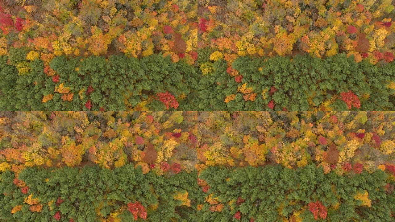 秋季北美两种植被的清晰森林线