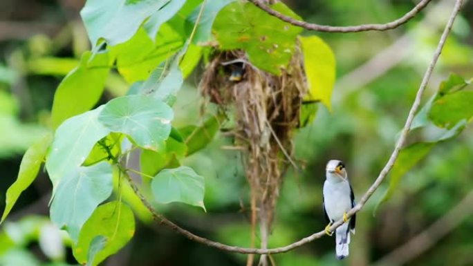 视频高清格式，美丽的银胸宽喙 (Serilophus lunatus) 正在将猎物喂给巢穴。