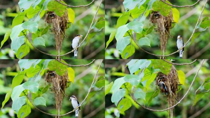 视频高清格式，美丽的银胸宽喙 (Serilophus lunatus) 正在将猎物喂给巢穴。