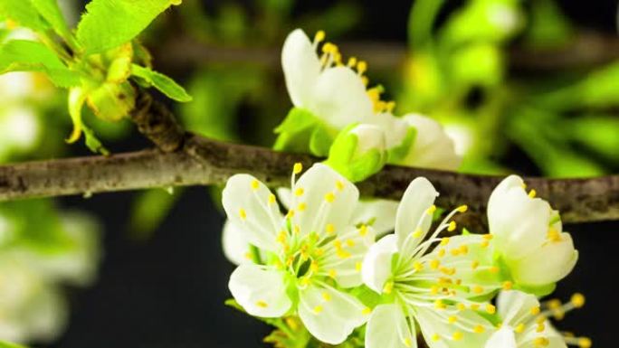 4k垂直延时的甜樱桃树花开并在黑色背景上生长。樱桃李盛开的花。9:16比例的垂直时间流逝手机和社交媒