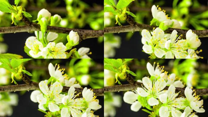 4k垂直延时的甜樱桃树花开并在黑色背景上生长。樱桃李盛开的花。9:16比例的垂直时间流逝手机和社交媒