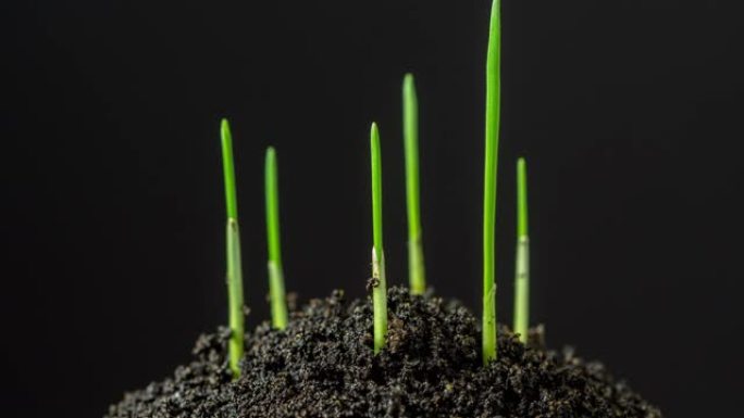 在黑暗的土地上加速了新鲜的新绿草的生长。延时。4K.种植小麦是最适合堪萨斯州和内布拉斯加州广大平原的