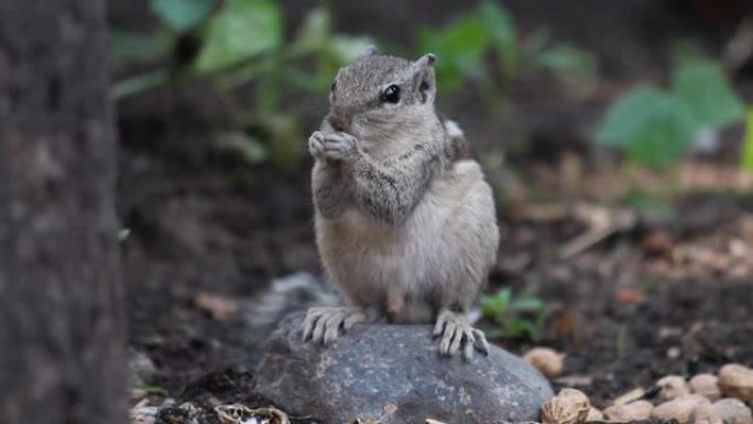 一只松鼠在公园吃花生的特写镜头
