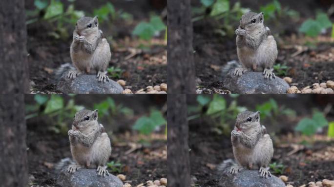 一只松鼠在公园吃花生的特写镜头