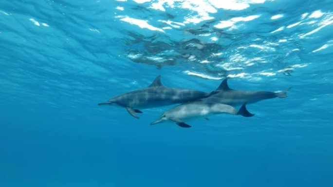 慢动作，三只海豚家族在蓝色水面下缓慢游泳。旋转海豚 (Stenella longirostris) 