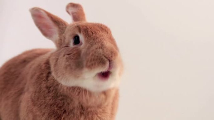 鲁弗斯兔子移动嘴很快非常可爱和有趣的白色背景
