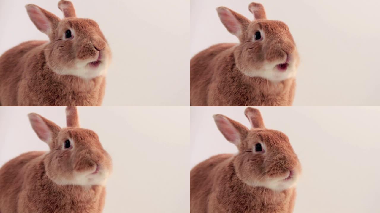 鲁弗斯兔子移动嘴很快非常可爱和有趣的白色背景