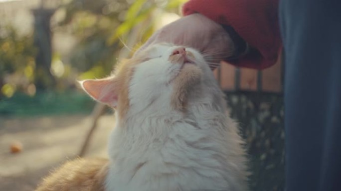 老女人抚摸一只猫。慢动作拍摄