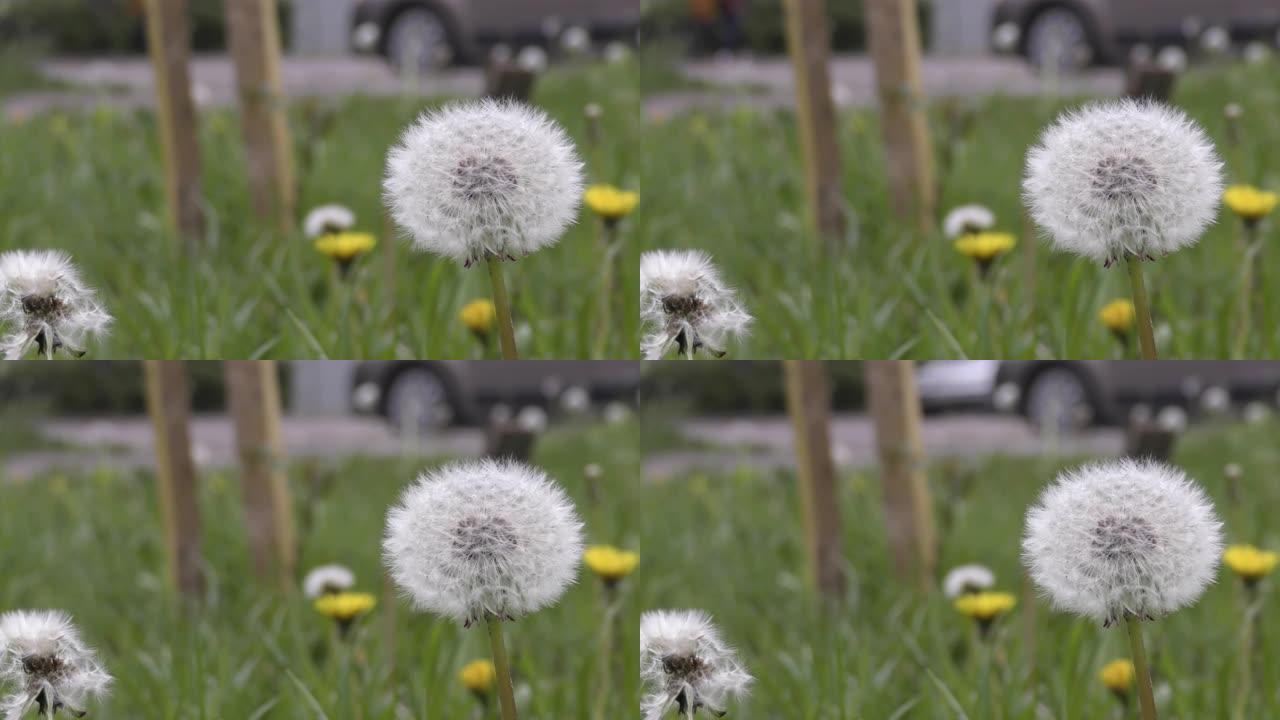 蓬松的蒲公英花特写