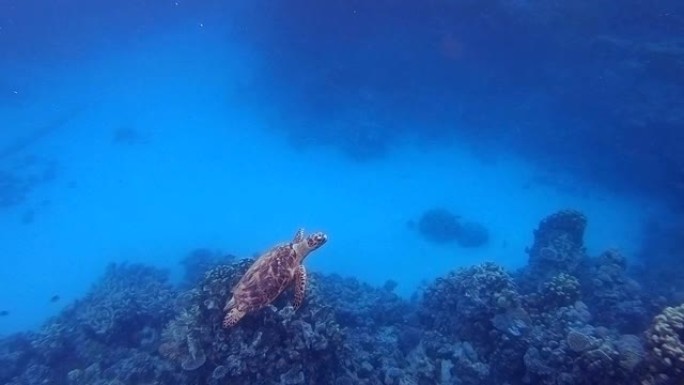 水下热带海龟游鱼海鱼海底深水深海