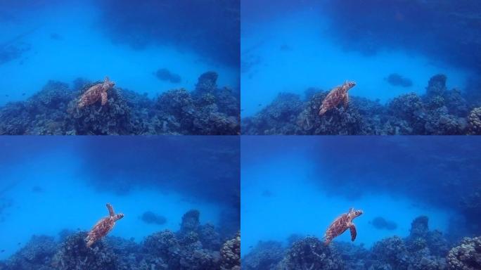 水下热带海龟游鱼海鱼海底深水深海