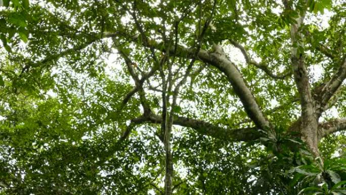 一对geoffroy的tamarin在雨林的天花板上奔跑和跳跃