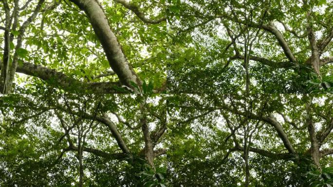 一对geoffroy的tamarin在雨林的天花板上奔跑和跳跃