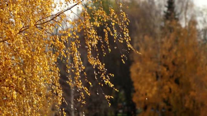 人们在公园里的秋天阳光明媚的日子里走黄叶鸽子和狗