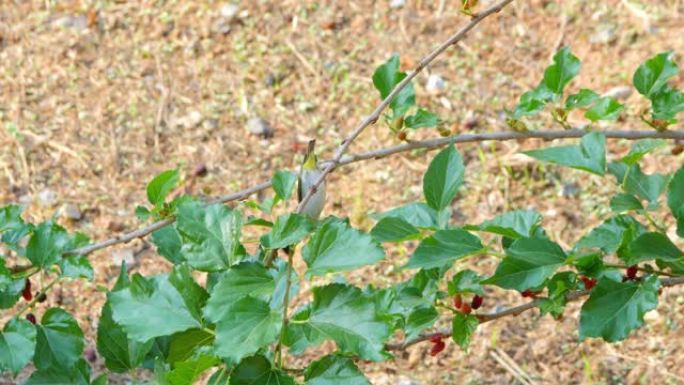 颤抖的白眼 (Zosterops japonicus) 或日本白眼鸟吃桑