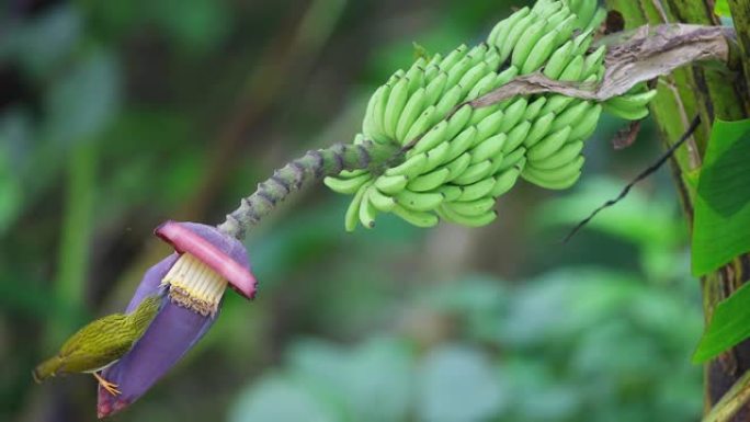 成年条纹蜘蛛猎人小鸟采食香蕉花粉