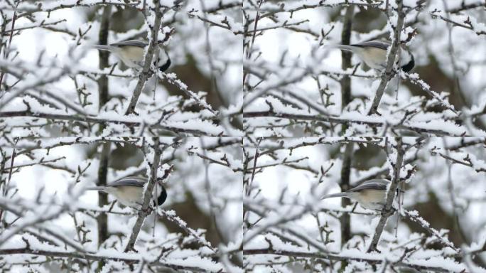 冬季站在雪枝上取食的山雀鸟的特写镜头