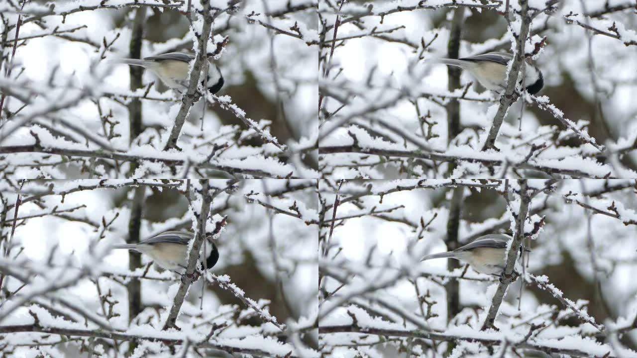 冬季站在雪枝上取食的山雀鸟的特写镜头