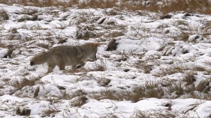 土狼在黄石公园的秋雪草地上狩猎