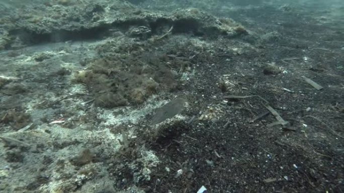 欧洲普通墨鱼(Sepia officinalis)游过沙质海底。地中海、希腊