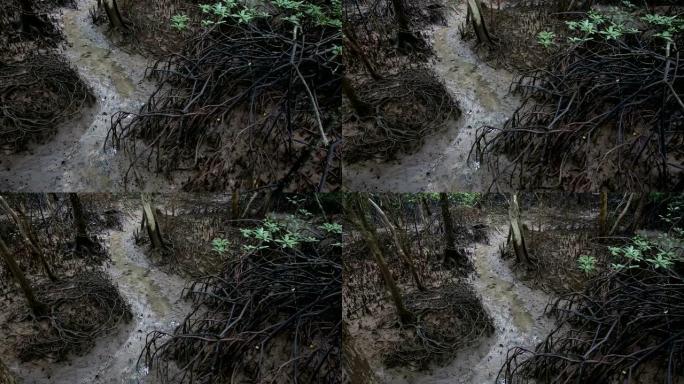 红树林根系的水流