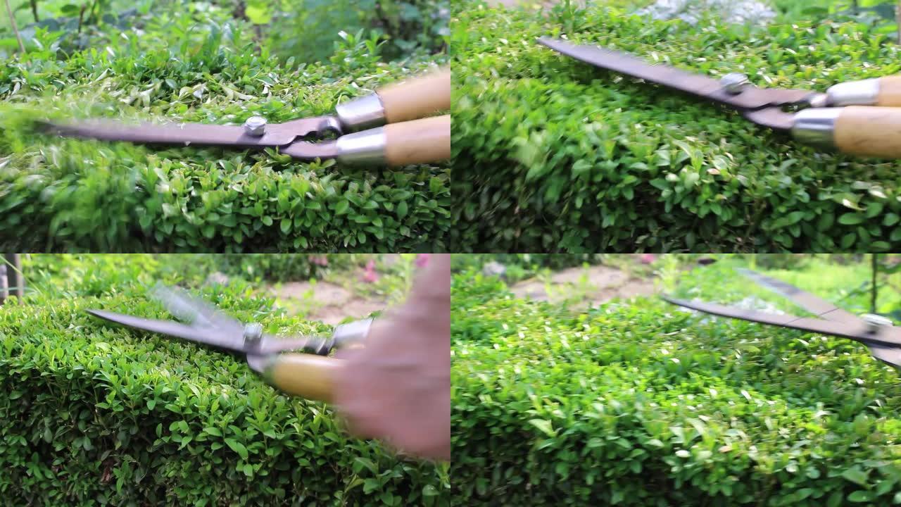 手动剪刀在阳光明媚的花园里精心修剪杂草丛生的树篱。园丁工人美化花园灌木丛和灌木。景观设计师