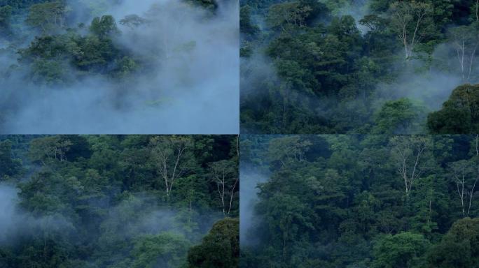 哥斯达黎加雨林树冠: 滚滚的雾