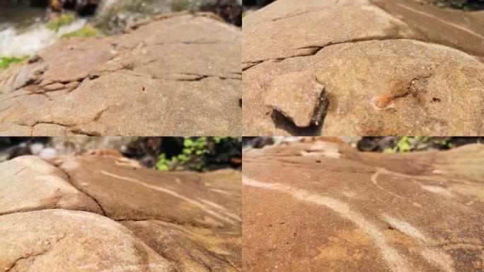 蚂蚁在石头上旅行岩石