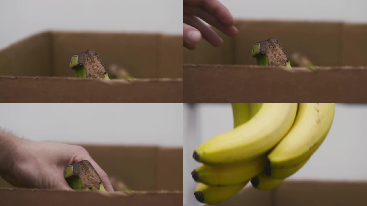 男性的手从食品银行的纸箱里捡起香蕉。