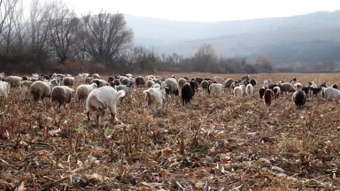 深秋的一群山羊和绵羊。绵羊在牧场吃草。牧场上的羊，秋日多云。在草地上吃草的羊。