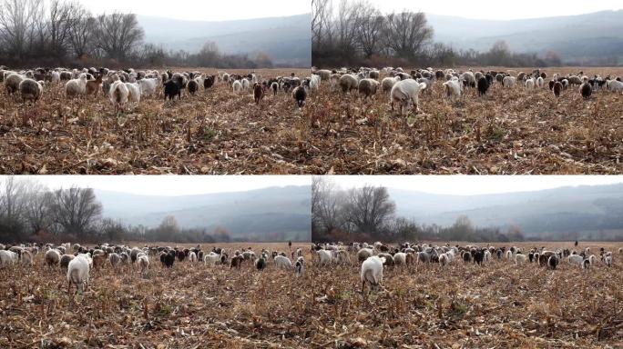 深秋的一群山羊和绵羊。绵羊在牧场吃草。牧场上的羊，秋日多云。在草地上吃草的羊。