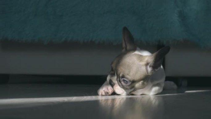 法国斗牛犬小狗在窗户的阳光照亮的房间的地板上休息