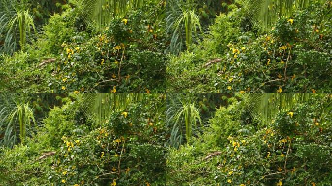 在浓密的树上，黄色的花朵和棕榈叶之间跳来跳去的鸟