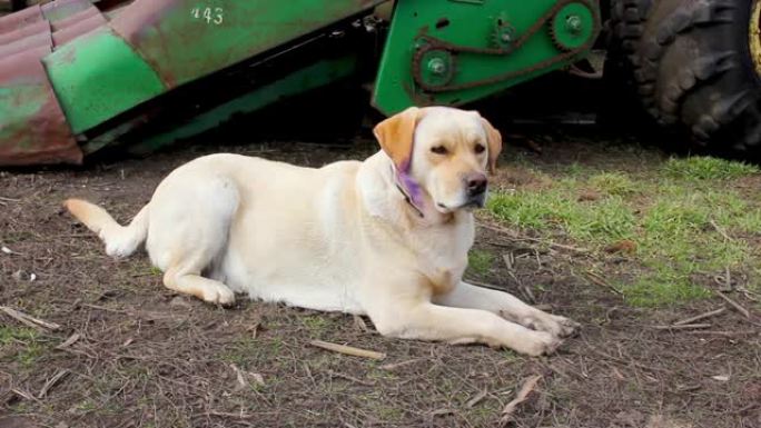拉布拉多犬躺在收割机附近的草地上休息。光狗用紫色润滑。