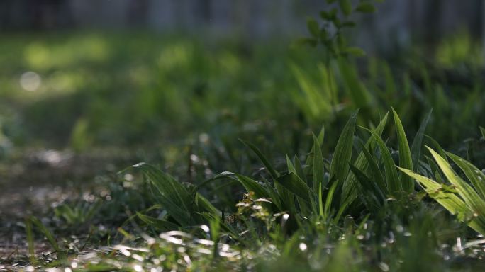 阳光 草地 写意 绿色生机