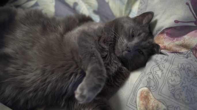 灰猫睡在床上，家猫睡姿腹部朝上，倒立。