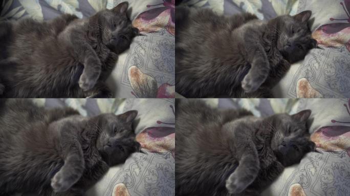 灰猫睡在床上，家猫睡姿腹部朝上，倒立。