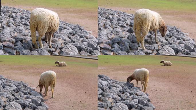 岩石上的绵羊