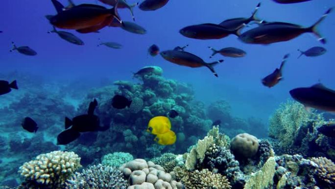 珊瑚礁。热带鱼的海洋生物。水下视频。