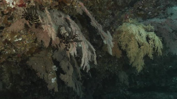 日本深海礁的海扇珊瑚殖民地