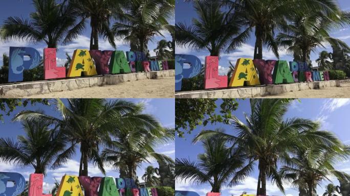 卡门海滩上的棕榈树