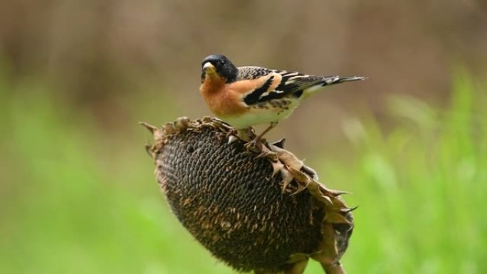 Maleblambling on sunflower (Fringilla montifringil