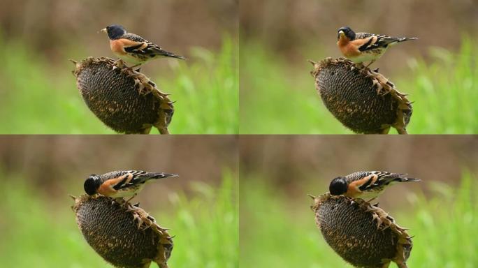 Maleblambling on sunflower (Fringilla montifringil