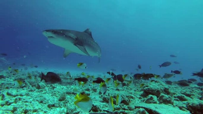 虎鲨游过礁石海鱼深海游鱼海底水底群鱼