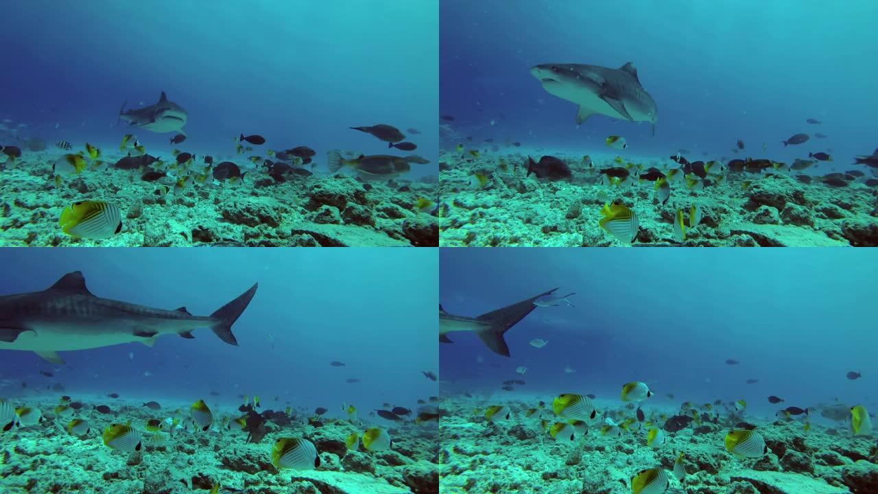 虎鲨游过礁石海鱼深海游鱼海底水底群鱼