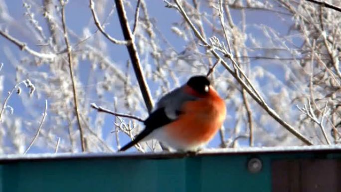 冬季鸟雪位于大自然之中